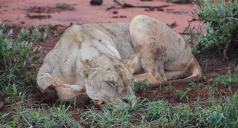 Ngutuni Lodge and Reserve