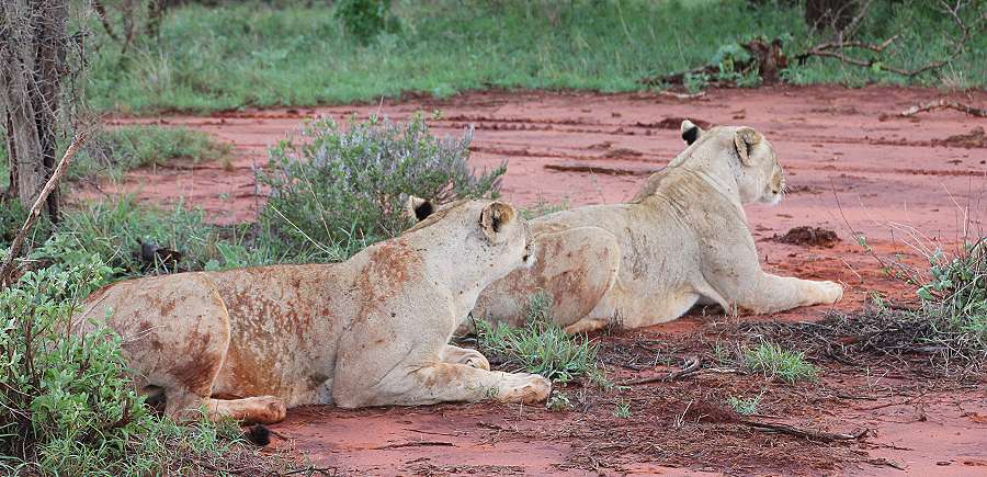 Ngutuni Lodge and Reserve