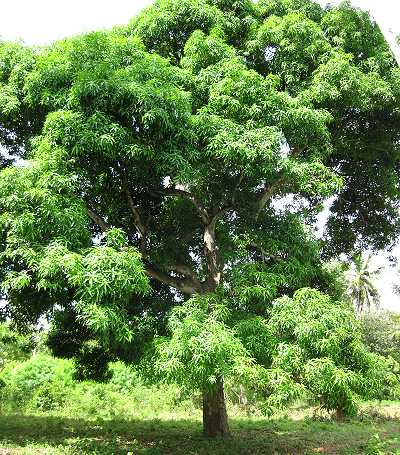 Mango Trees, Mango Bäume