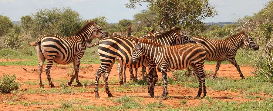 Ngutuni Lodge and Reserve