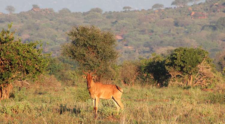Ngutuni Lodge and Reserve