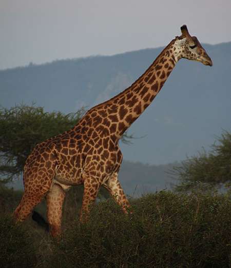 Ngutuni Lodge and Reserve