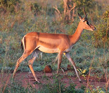Ngutuni Lodge and Reserve