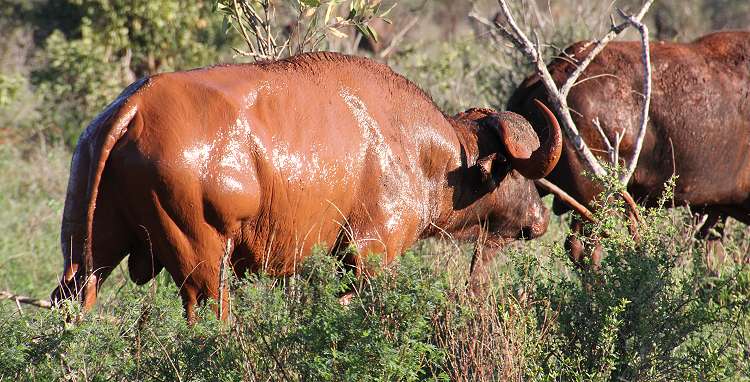 Ngutuni Lodge and Reserve