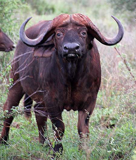 Ngutuni Lodge and Reserve