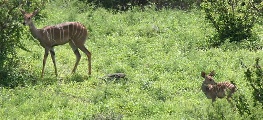 Kleine Kudus im Tsavo Ost