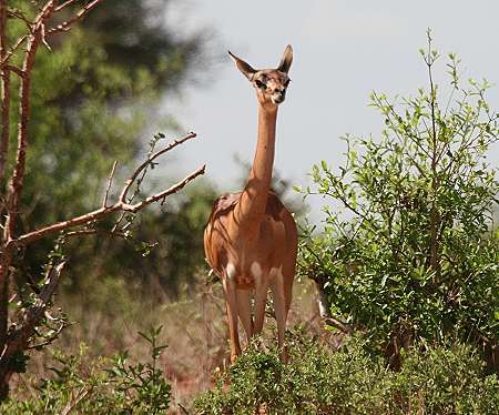 Gerenuk