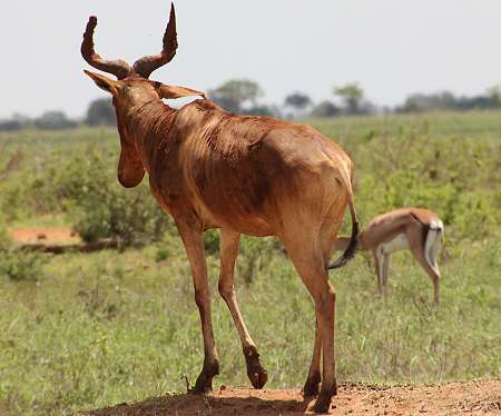 Kongoni