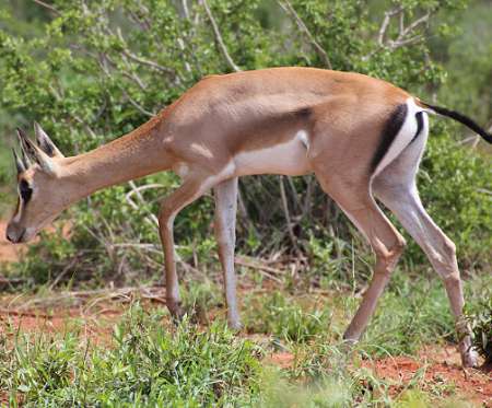 Grant Gazelle