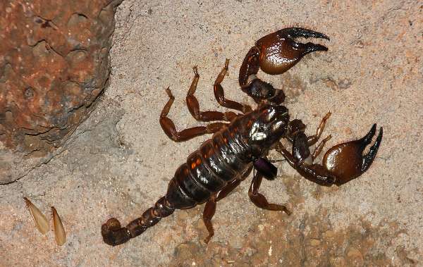 Kaiserskorpion, Pandinus imperator