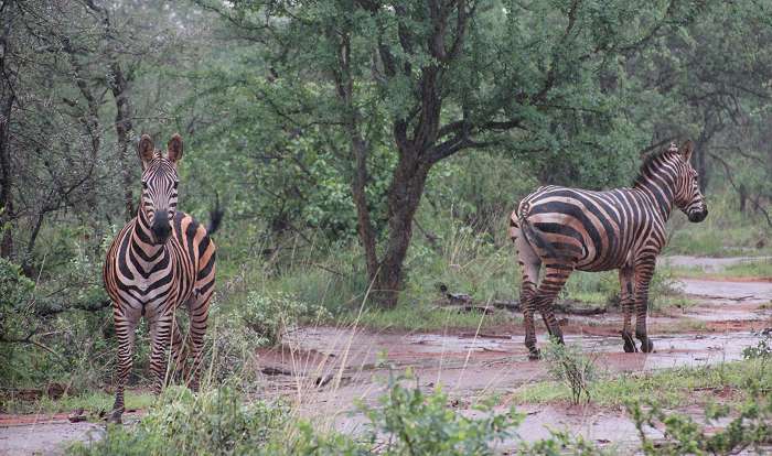 Regenzeit im Tsavo