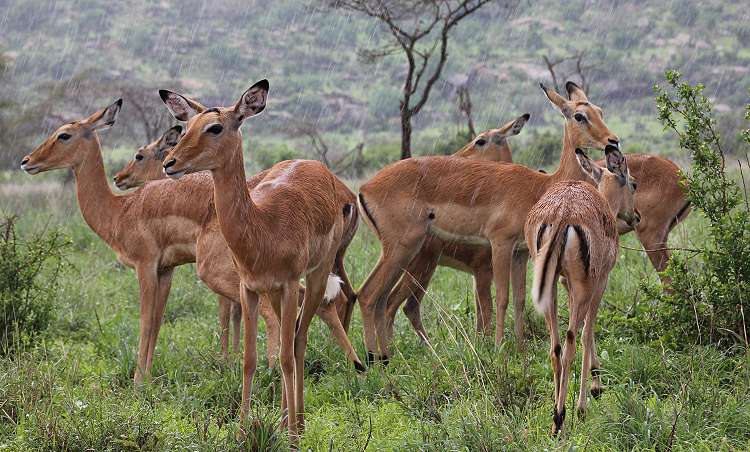 Regenzeit im Tsavo