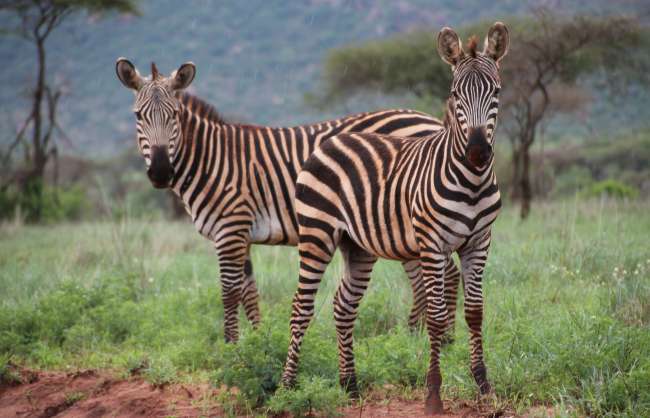 Regenzeit im Tsavo