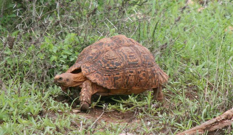 Leopardschildkröte im Tsavo West