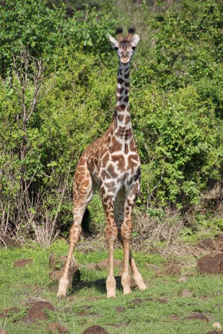 Tsavo West National Park