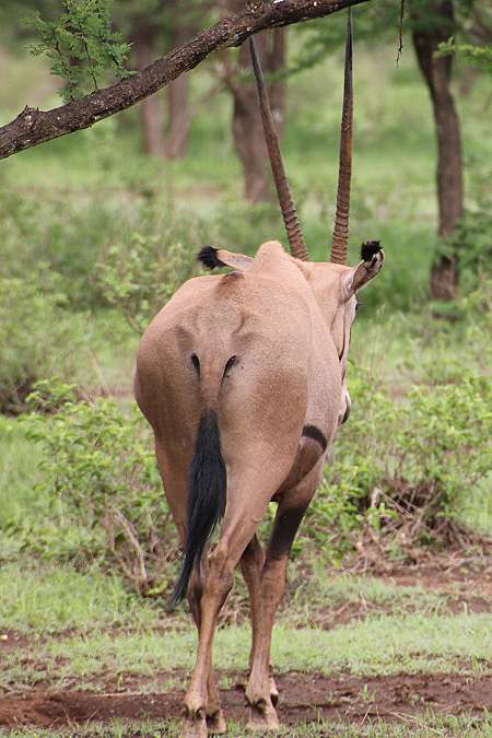 Tsavo West National Park