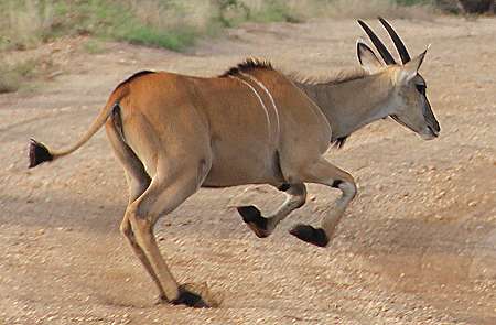 Tsavo West National Park