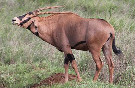 Tsavo West National Park
