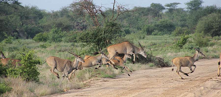 Tsavo West National Park