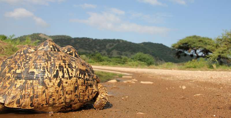 Leopardschildkröte, Pantherschildkröte (Stigmochelys pardalis, Bell 1828)