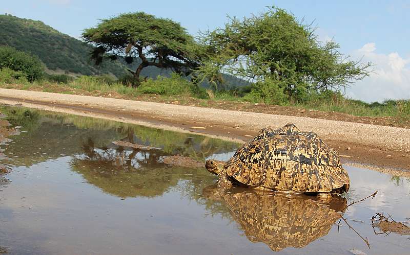 Leopardschildkröte, Pantherschildkröte (Stigmochelys pardalis, Bell 1828)