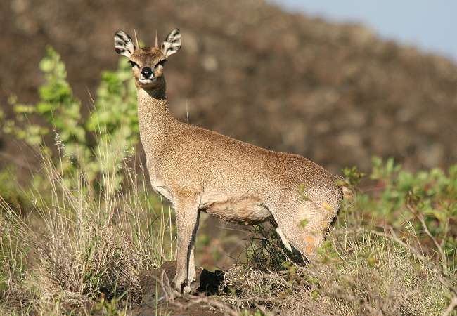 Klippspringer im Tsavo(Oreotragus oreotragus)