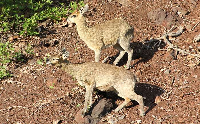 Klippspringer im Tsavo(Oreotragus oreotragus)