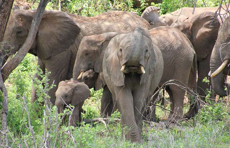 Elefanten im Tsavo West