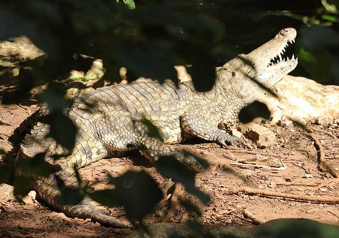 Nilkrokodil im Boko Boko, Kenya