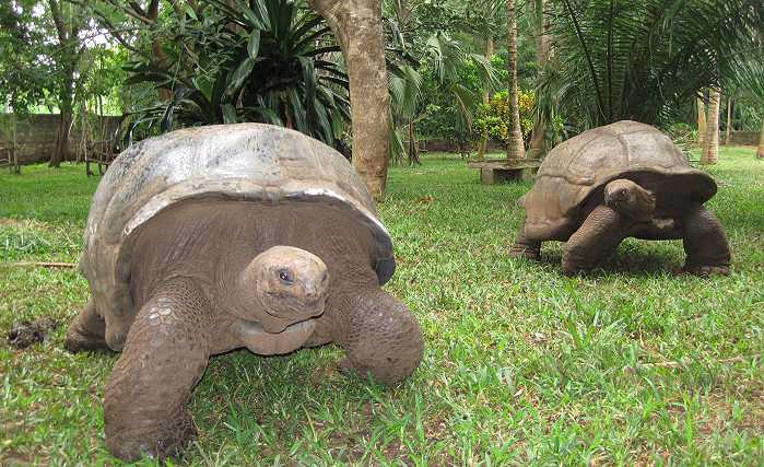 Aldabra Riesenschildkröten, Kenya