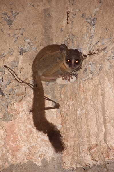 Bushbaby, Galago crassicaudatus
