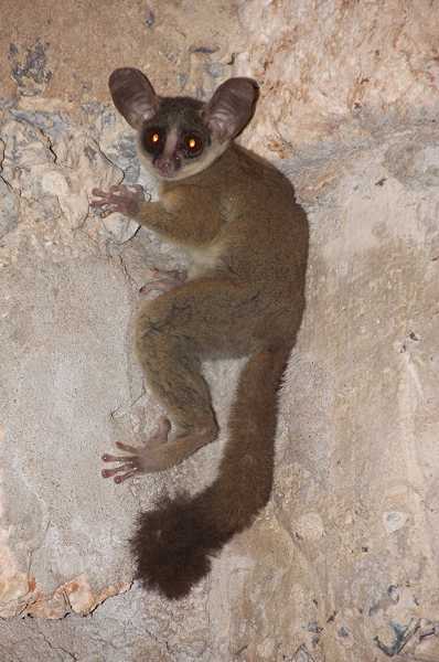 Bushbaby, Galago crassicaudatus