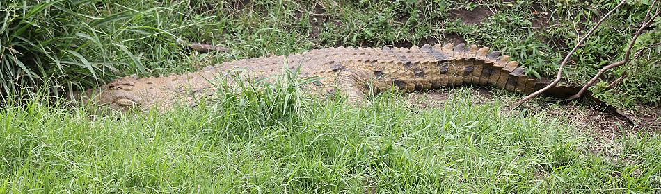 Nilkrokodil