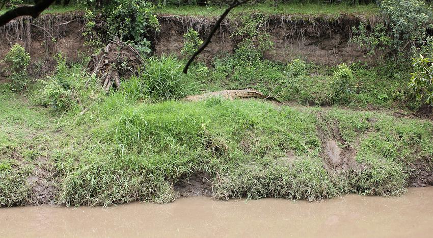 Nilkrokodil, Masai Mara