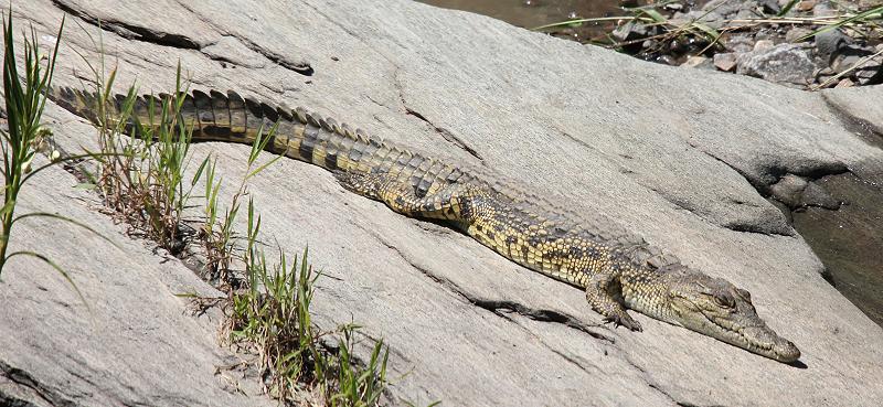 Nilkrokodil, Masai Mara