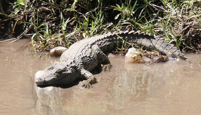 Nilkrokodil, Masai Mara