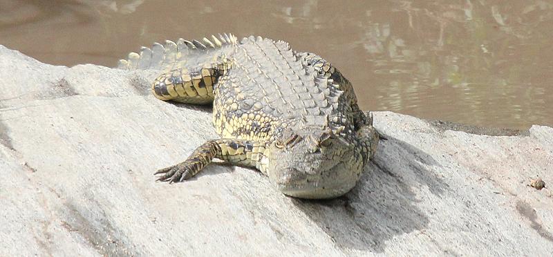 Nilkrokodil, Masai Mara