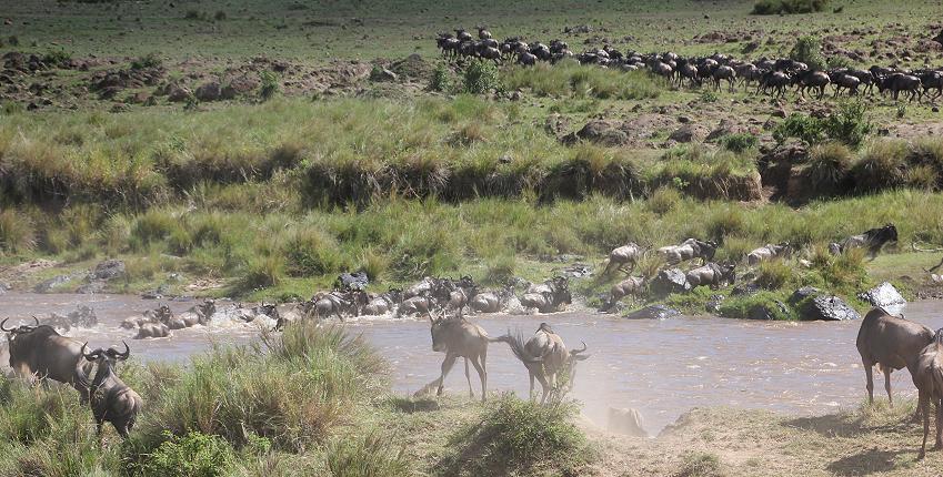 Mara Crossing, Gnus