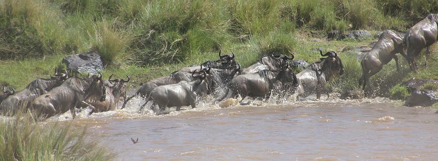 Mara Crossing, Gnus