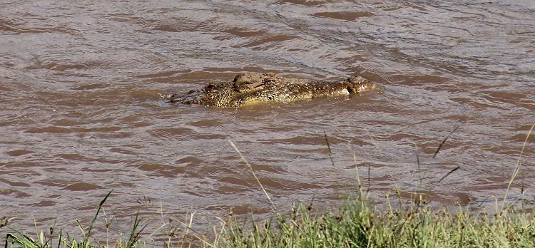 Mara Crossing, Gnus