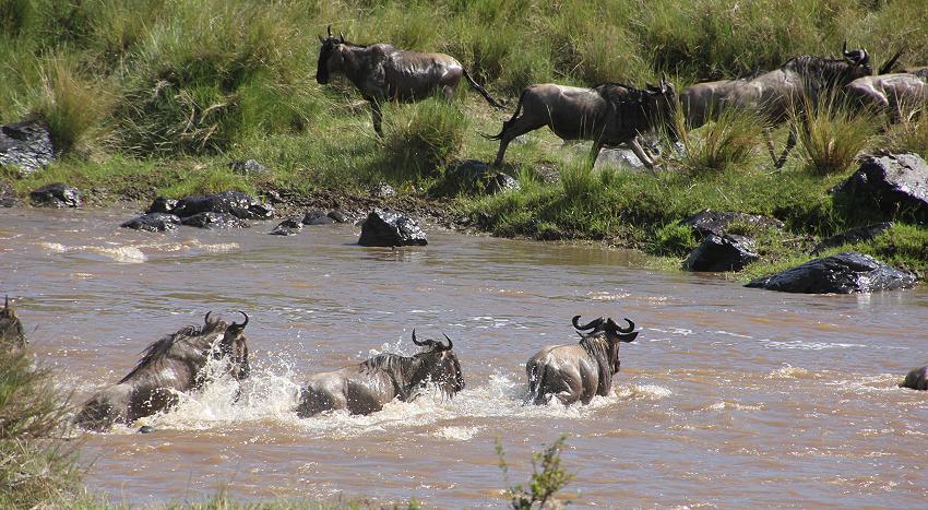 Mara Crossing, Gnus