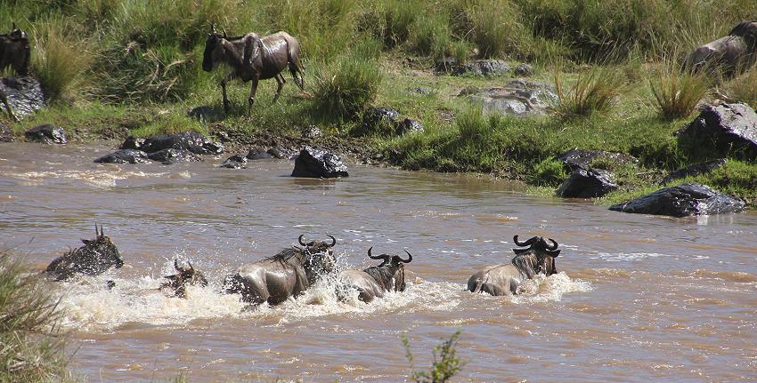Mara Crossing, Gnus