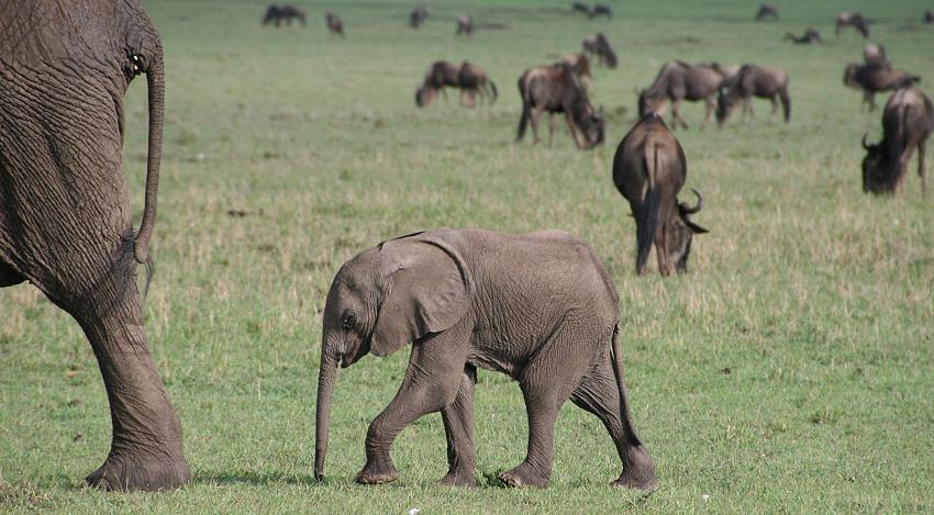 Elefanten, Masai Mara
