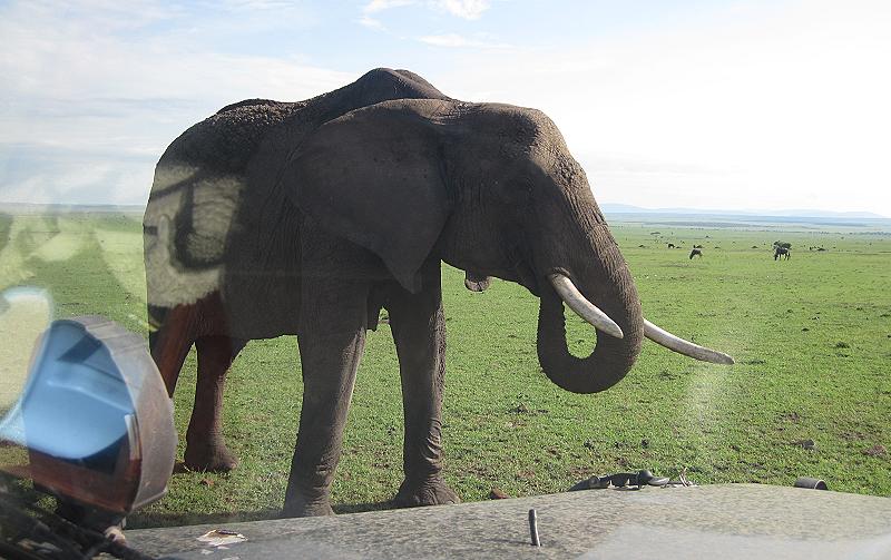 Elefanten, Masai Mara