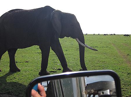 Elefanten, Masai Mara