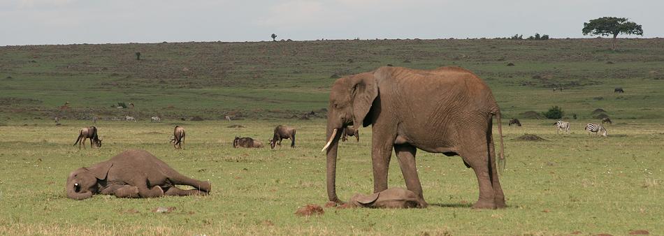 Elefanten, Masai Mara