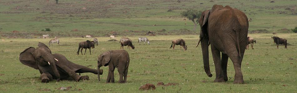 Elefanten, Masai Mara