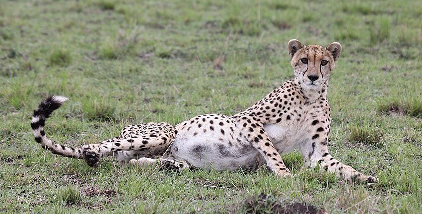 Gepard, Masai Mara