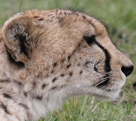 Gepard, Masai Mara