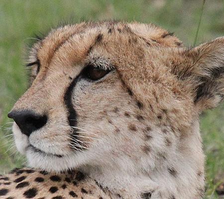 Gepard, Masai Mara